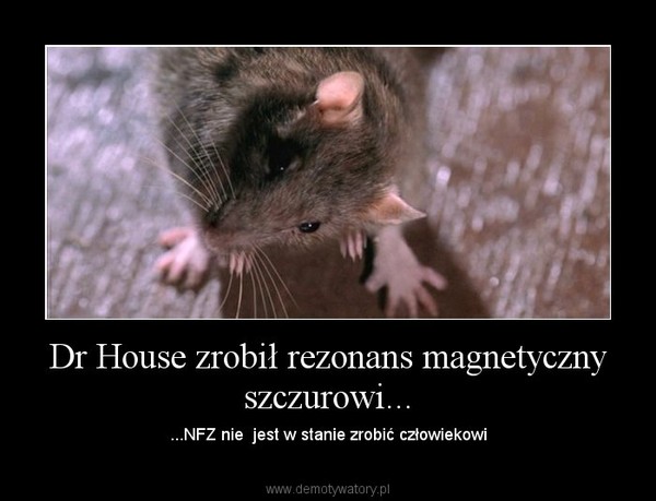 Dr House zrobił rezonans magnetyczny szczurowi...