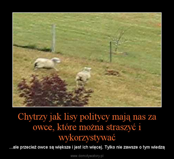 Chytrzy jak lisy politycy mają nas za owce, które można straszyć i wykorzystywać – ...ale przecież owce są większe i jest ich więcej. Tylko nie zawsze o tym wiedzą 
