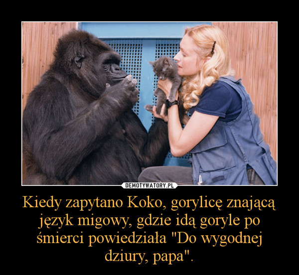 Kiedy zapytano Koko, gorylicę znającą język migowy, gdzie idą goryle po śmierci powiedziała "Do wygodnej dziury, papa".