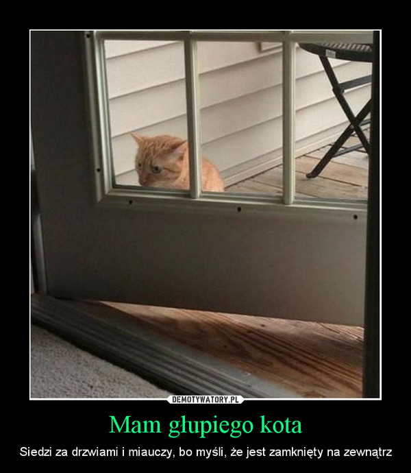 Mam głupiego kota – Siedzi za drzwiami i miauczy, bo myśli, że jest zamknięty na zewnątrz 