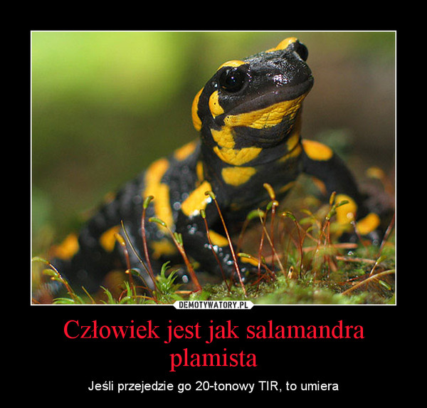 Człowiek jest jak salamandra plamista