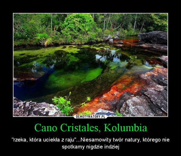Cano Cristales, Kolumbia – "rzeka, która uciekła z raju"...Niesamowity twór natury, którego nie spotkamy nigdzie indziej 