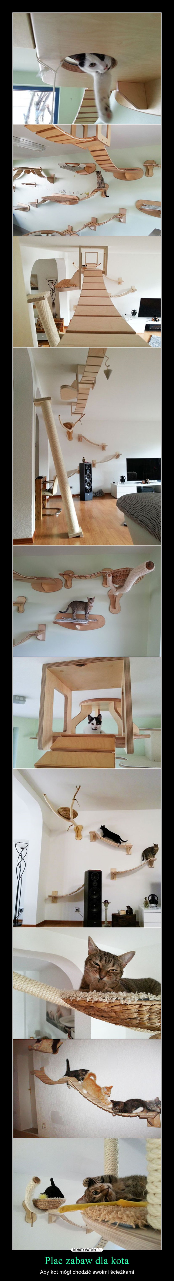 Plac zabaw dla kota – Aby kot mógł chodzić swoimi ścieżkami 