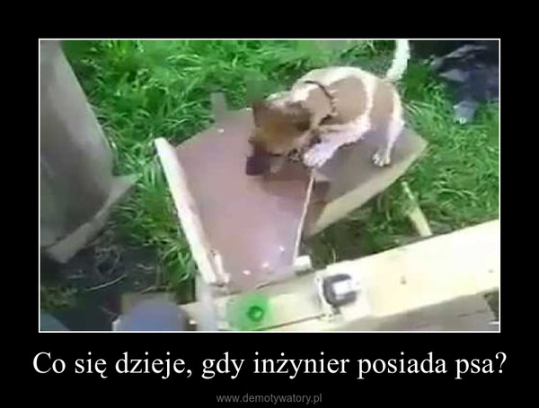Co się dzieje, gdy inżynier posiada psa? –  