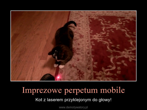 Imprezowe perpetum mobile – Kot z laserem przyklejonym do głowy! 