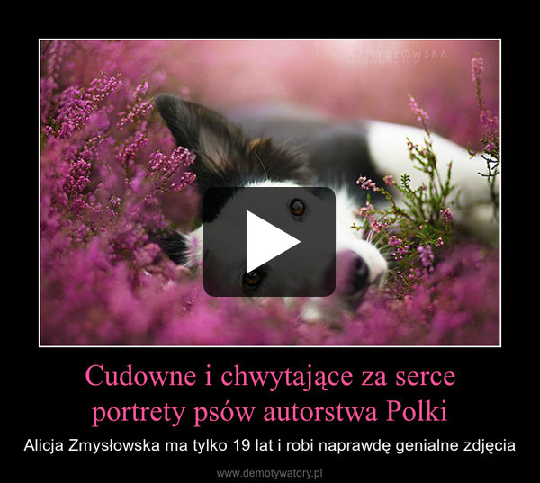 Cudowne i chwytające za serceportrety psów autorstwa Polki – Alicja Zmysłowska ma tylko 19 lat i robi naprawdę genialne zdjęcia 