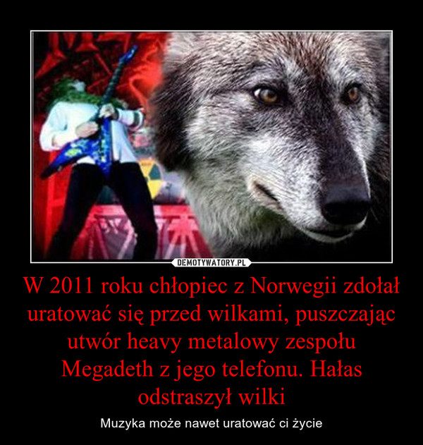 W 2011 roku chłopiec z Norwegii zdołał uratować się przed wilkami, puszczając utwór heavy metalowy zespołu Megadeth z jego telefonu. Hałas odstraszył wilki – Muzyka może nawet uratować ci życie 