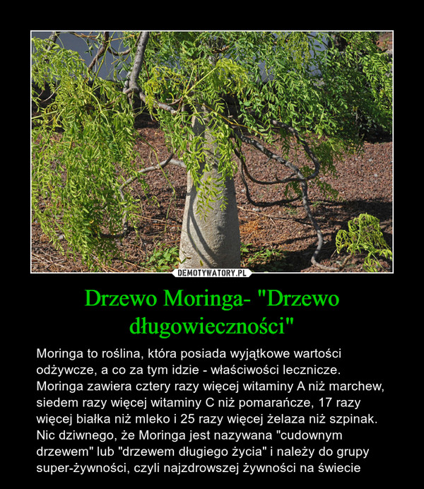 Drzewo Moringa- "Drzewo długowieczności" – Moringa to roślina, która posiada wyjątkowe wartości odżywcze, a co za tym idzie - właściwości lecznicze. Moringa zawiera cztery razy więcej witaminy A niż marchew, siedem razy więcej witaminy C niż pomarańcze, 17 razy więcej białka niż mleko i 25 razy więcej żelaza niż szpinak. Nic dziwnego, że Moringa jest nazywana "cudownym drzewem" lub "drzewem długiego życia" i należy do grupy super-żywności, czyli najzdrowszej żywności na świecie 