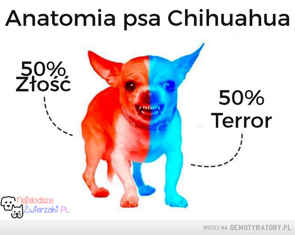 Anatomia psa Chihuahua –  Złość 50% Terror 50%