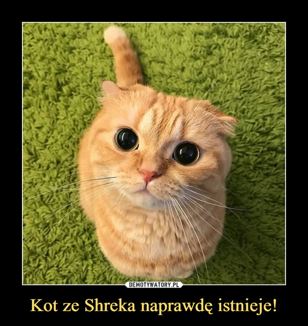 Kot ze Shreka naprawdę istnieje! –  