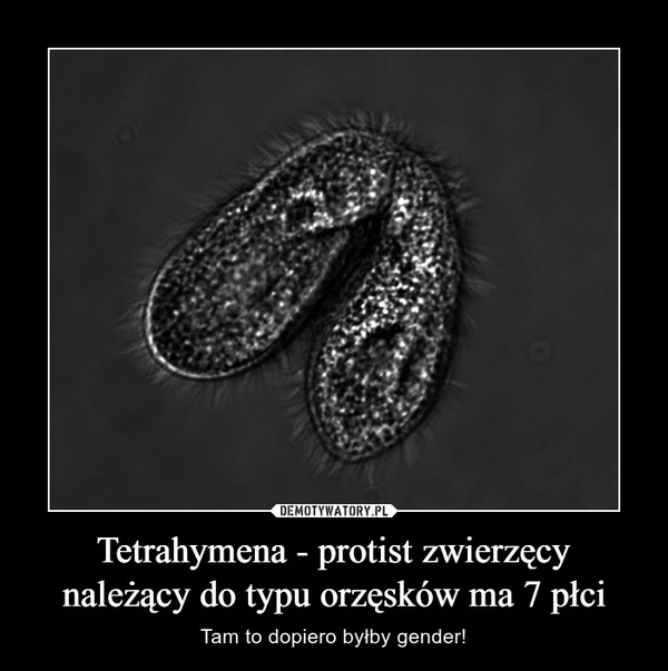 Tetrahymena - protist zwierzęcy należący do typu orzęsków ma 7 płci – Tam to dopiero byłby gender! 