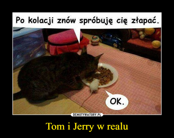 Tom i Jerry w realu –  Po kolacji znów spróbuję cię złapać. ok