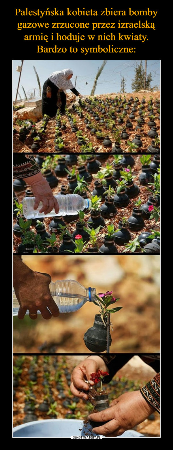 Palestyńska kobieta zbiera bomby gazowe zrzucone przez izraelską armię i hoduje w nich kwiaty. Bardzo to symboliczne: