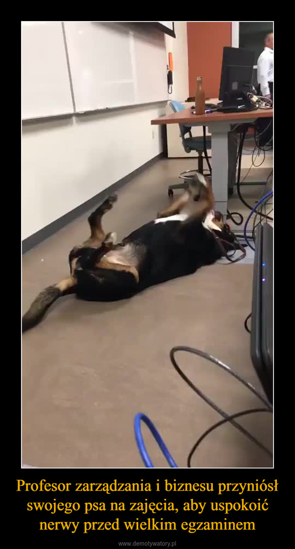 Profesor zarządzania i biznesu przyniósł swojego psa na zajęcia, aby uspokoić nerwy przed wielkim egzaminem –  