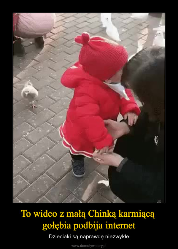 To wideo z małą Chinką karmiącą gołębia podbija internet – Dzieciaki są naprawdę niezwykłe 