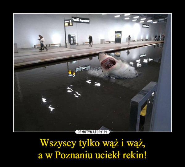 Wszyscy tylko wąż i wąż,
a w Poznaniu uciekł rekin!