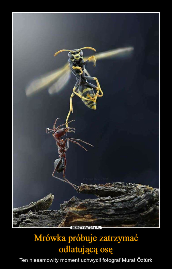 Mrówka próbuje zatrzymaćodlatującą osę – Ten niesamowity moment uchwycił fotograf Murat Öztürk 