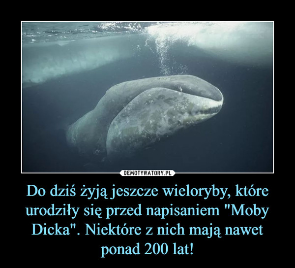 Do dziś żyją jeszcze wieloryby, które urodziły się przed napisaniem "Moby Dicka". Niektóre z nich mają nawet ponad 200 lat! –  