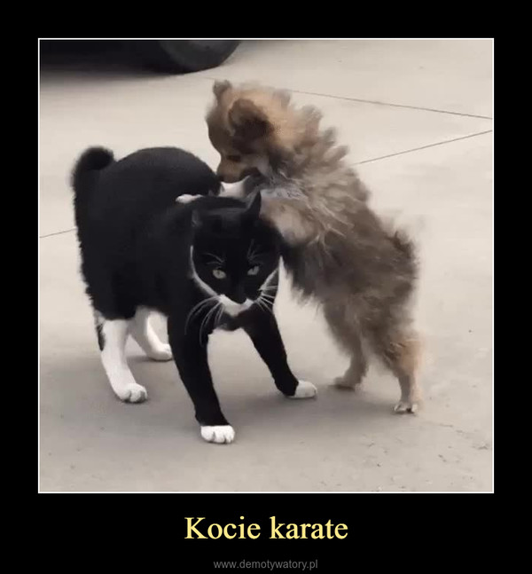 Kocie karate –  