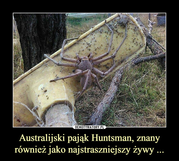 Australijski pająk Huntsman, znany również jako najstraszniejszy żywy ... –  
