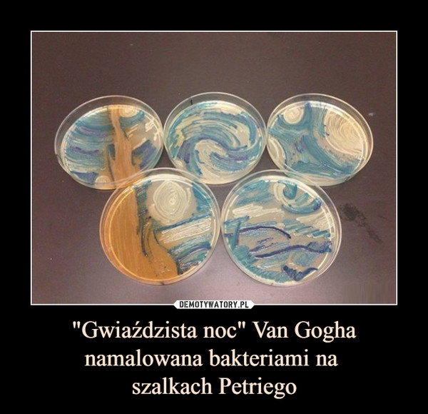 "Gwiaździsta noc" Van Gogha namalowana bakteriami na 
szalkach Petriego