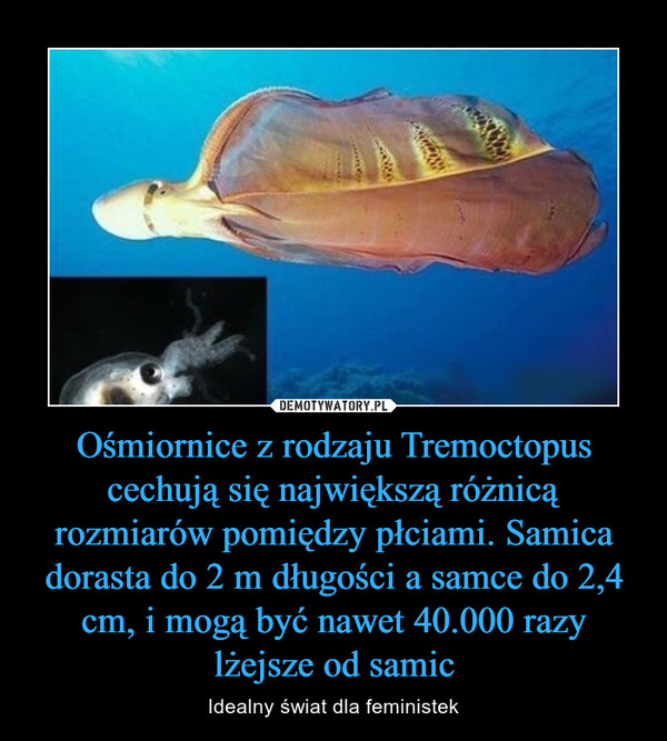 Ośmiornice z rodzaju Tremoctopus cechują się największą różnicą rozmiarów pomiędzy płciami. Samica dorasta do 2 m długości a samce do 2,4 cm, i mogą być nawet 40.000 razy lżejsze od samic – Idealny świat dla feministek 