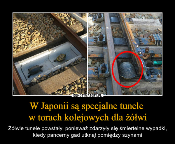 W Japonii są specjalne tunele 
w torach kolejowych dla żółwi