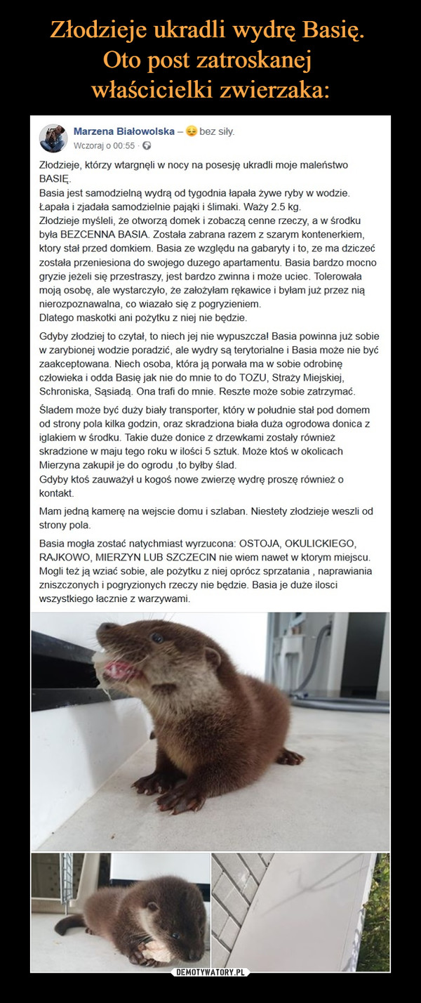 Złodzieje ukradli wydrę Basię. 
Oto post zatroskanej 
właścicielki zwierzaka: