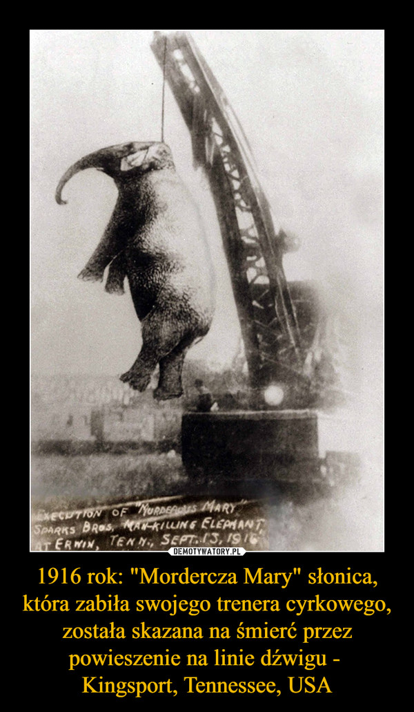 1916 rok: "Mordercza Mary" słonica, która zabiła swojego trenera cyrkowego, została skazana na śmierć przez powieszenie na linie dźwigu - 
Kingsport, Tennessee, USA