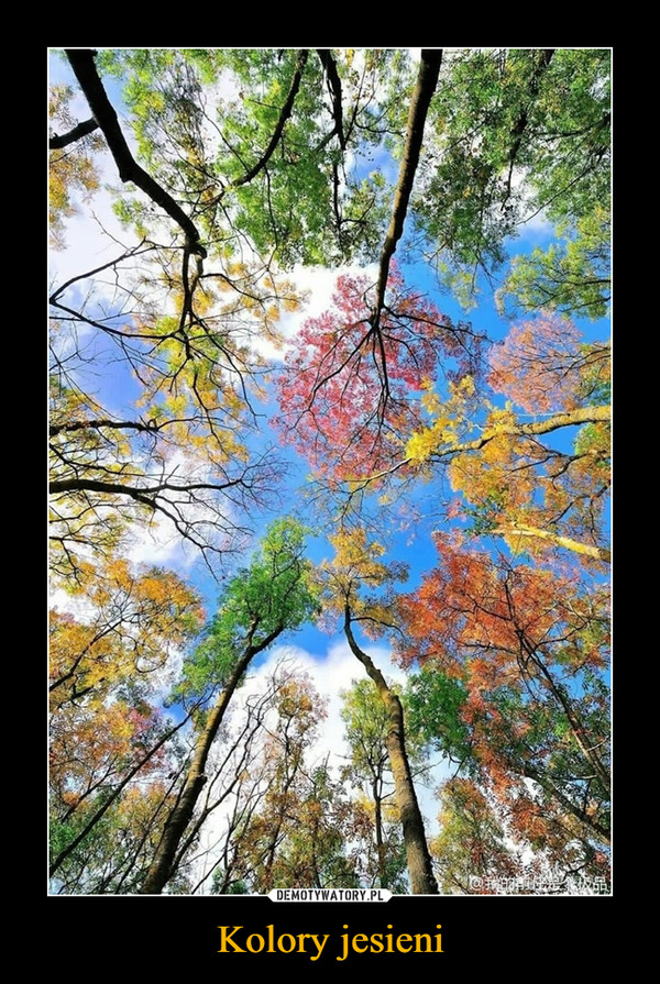 Kolory jesieni –  
