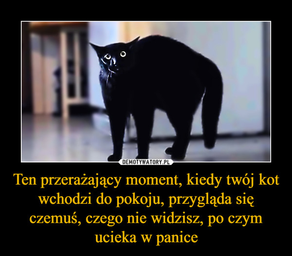Ten przerażający moment, kiedy twój kot wchodzi do pokoju, przygląda się czemuś, czego nie widzisz, po czym ucieka w panice –  