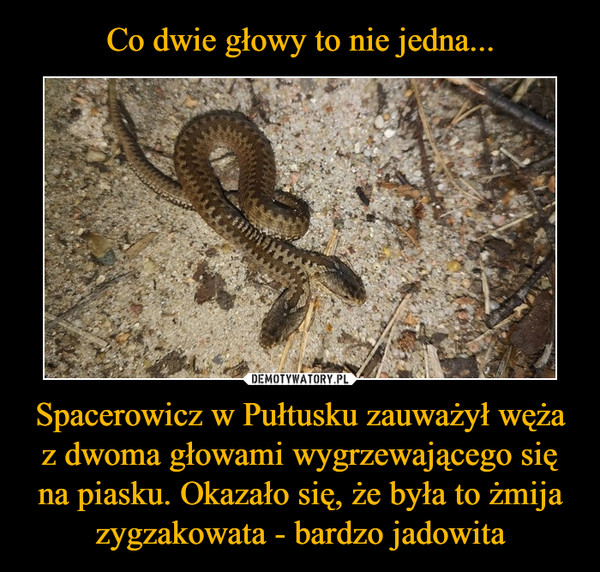 Spacerowicz w Pułtusku zauważył węża z dwoma głowami wygrzewającego się na piasku. Okazało się, że była to żmija zygzakowata - bardzo jadowita –  
