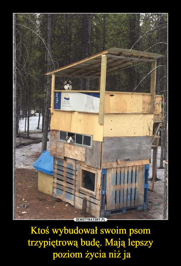 Ktoś wybudował swoim psom trzypiętrową budę. Mają lepszy poziom życia niż ja –  