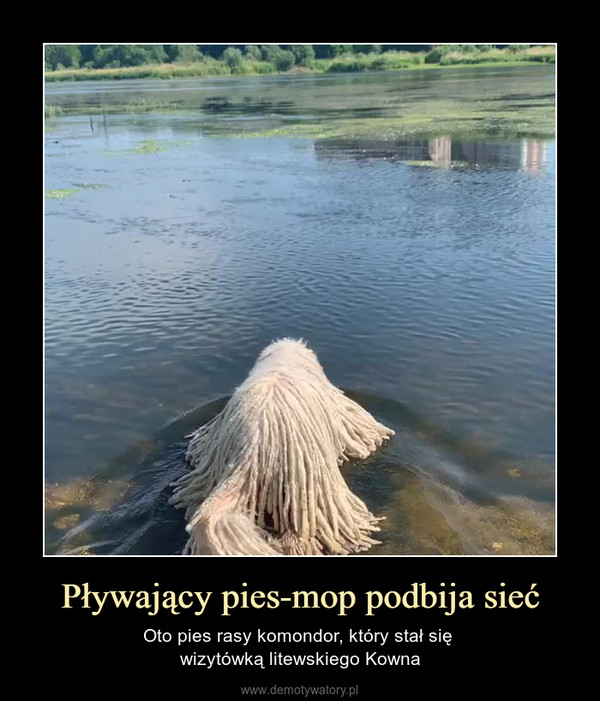Pływający pies-mop podbija sieć – Oto pies rasy komondor, który stał się wizytówką litewskiego Kowna 