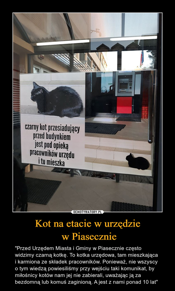 Kot na etacie w urzędzie
 w Piasecznie