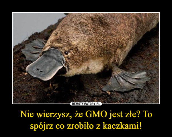 Nie wierzysz, że GMO jest złe? To spójrz co zrobiło z kaczkami! –  