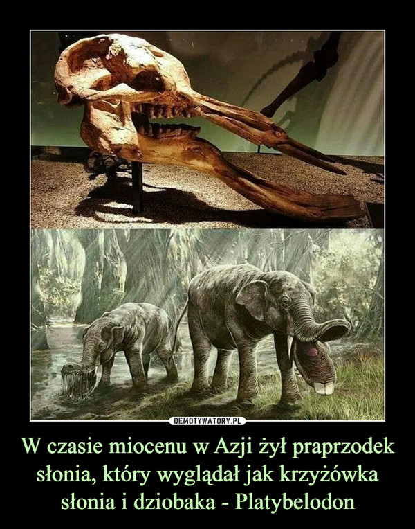 W czasie miocenu w Azji żył praprzodek słonia, który wyglądał jak krzyżówka słonia i dziobaka - Platybelodon –  