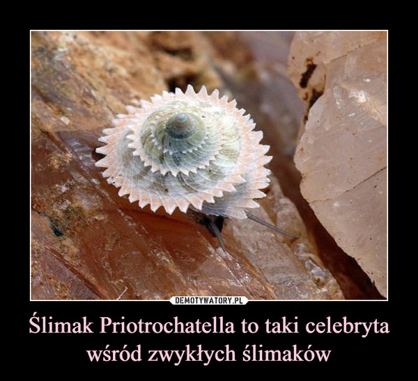 Ślimak Priotrochatella to taki celebryta wśród zwykłych ślimaków –  