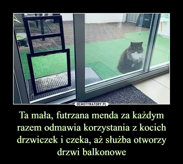 Ta mała, futrzana menda za każdym razem odmawia korzystania z kocich drzwiczek i czeka, aż służba otworzy drzwi balkonowe –  
