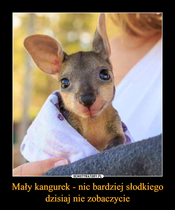 Mały kangurek - nic bardziej słodkiego dzisiaj nie zobaczycie –  
