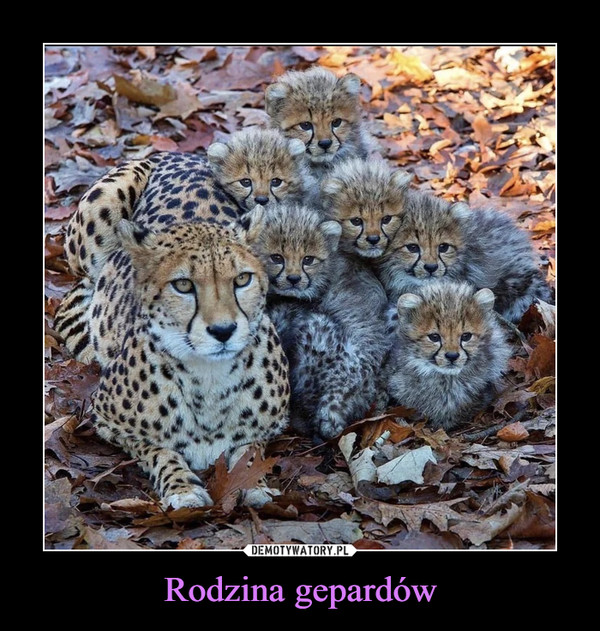 Rodzina gepardów –  