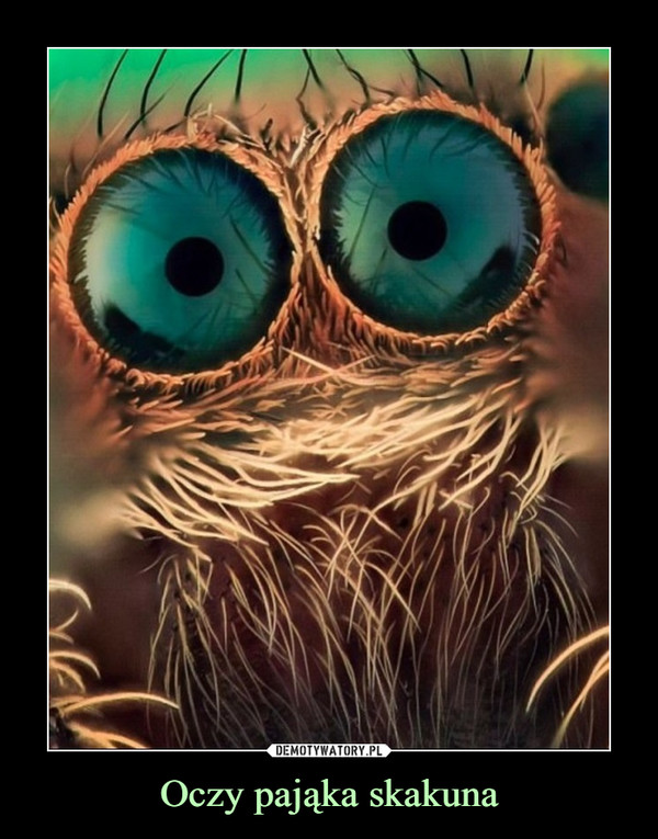 Oczy pająka skakuna