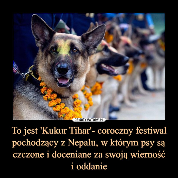 To jest 'Kukur Tihar'- coroczny festiwal pochodzący z Nepalu, w którym psy są czczone i doceniane za swoją wierność
i oddanie