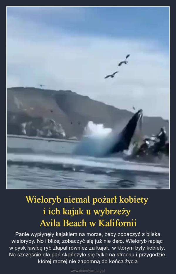 Wieloryb niemal pożarł kobiety i ich kajak u wybrzeży Avila Beach w Kalifornii – Panie wypłynęły kajakiem na morze, żeby zobaczyć z bliska wieloryby. No i bliżej zobaczyć się już nie dało. Wieloryb łapiąc w pysk ławicę ryb złapał również za kajak, w którym były kobiety. Na szczęście dla pań skończyło się tylko na strachu i przygodzie, której raczej nie zapomną do końca życia APDIAL