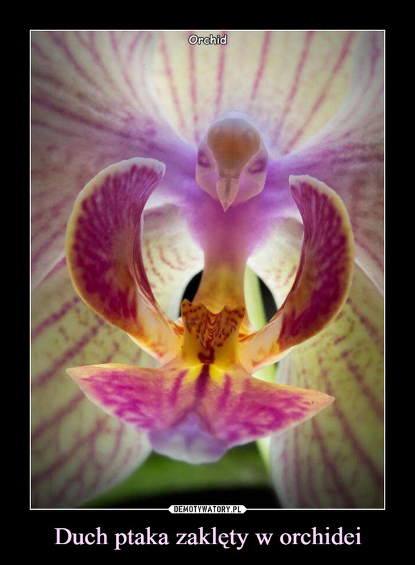 Duch ptaka zaklęty w orchidei