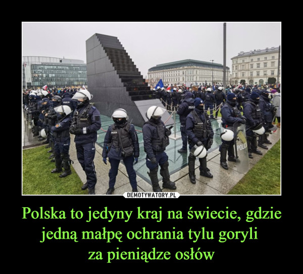 Polska to jedyny kraj na świecie, gdzie jedną małpę ochrania tylu goryli za pieniądze osłów –  