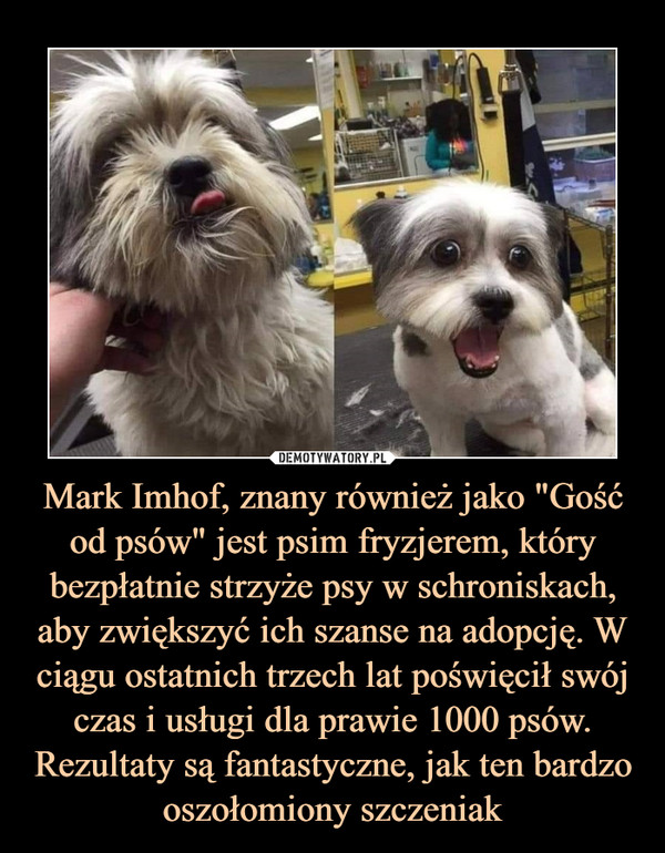 Mark Imhof, znany również jako "Gość od psów" jest psim fryzjerem, który bezpłatnie strzyże psy w schroniskach, aby zwiększyć ich szanse na adopcję. W ciągu ostatnich trzech lat poświęcił swój czas i usługi dla prawie 1000 psów. Rezultaty są fantastyczne, jak ten bardzo oszołomiony szczeniak –  