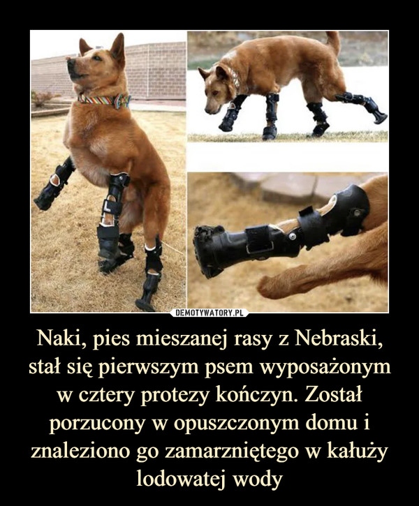 Naki, pies mieszanej rasy z Nebraski, stał się pierwszym psem wyposażonym w cztery protezy kończyn. Został porzucony w opuszczonym domu i znaleziono go zamarzniętego w kałuży lodowatej wody –  
