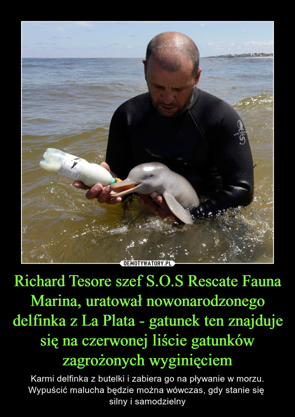 Richard Tesore szef S.O.S Rescate Fauna Marina, uratował nowonarodzonego delfinka z La Plata - gatunek ten znajduje się na czerwonej liście gatunków zagrożonych wyginięciem – Karmi delfinka z butelki i zabiera go na pływanie w morzu. Wypuścić malucha będzie można wówczas, gdy stanie się silny i samodzielny 