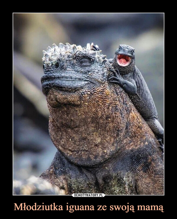 Młodziutka iguana ze swoją mamą –  